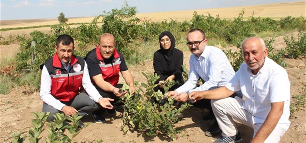 YOZGAT’TA İLK ARONYA HASADI