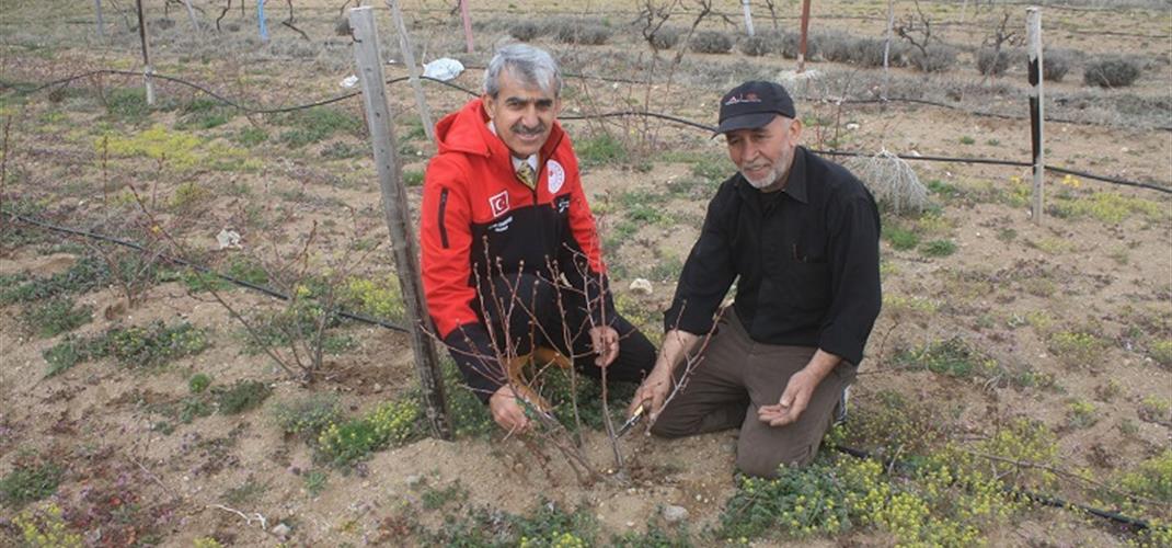 Aronya Budama Eğitimi