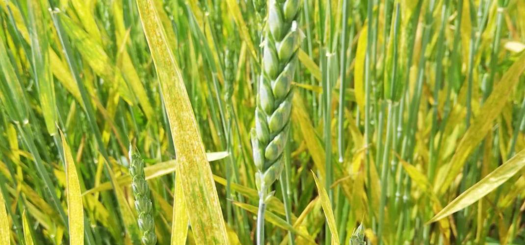 Hububatta Fungal Hastalıkları