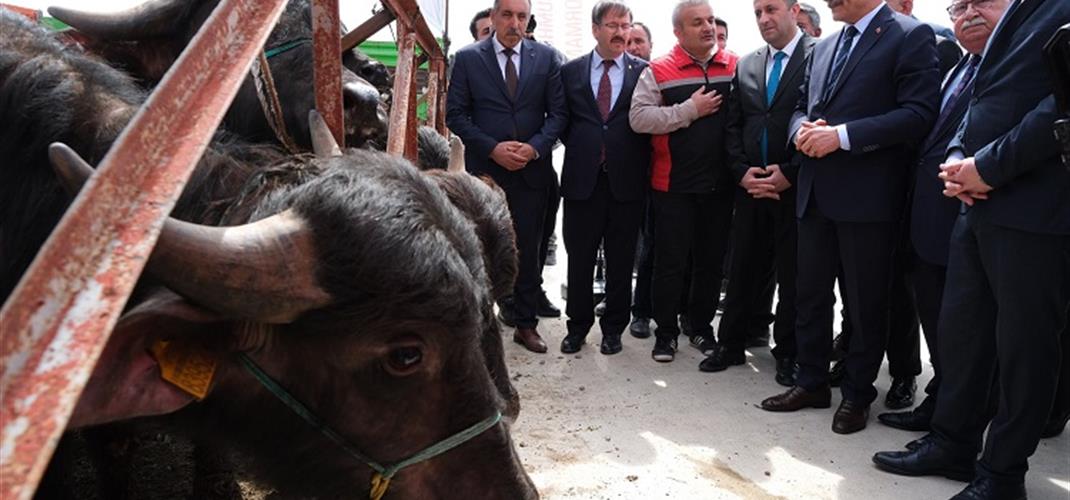Manda Islah Projesi Hayata Geçirildi