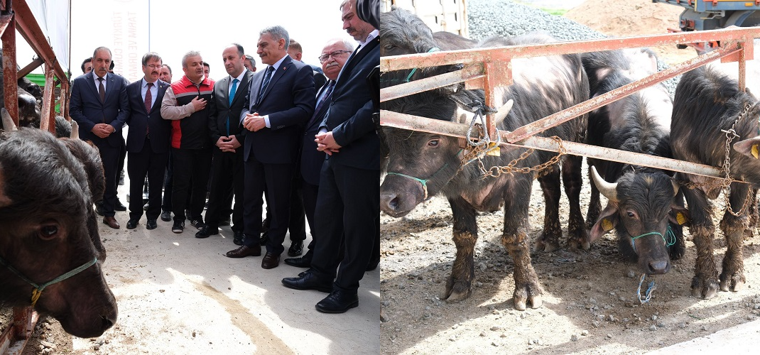 Yozgat İlinde Manda Islah Projesi 